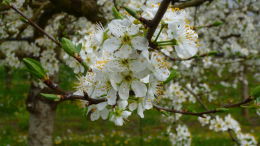 Vergers de prune d'Ente en Dordogne, floraison printemps 2016 - Bouquet floral